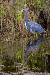 Tricolored Heron - Merritt Island, Florida
