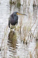 Tricolored Heron - Merritt Island, Florida