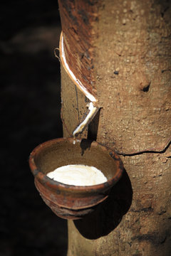 Milky latex extracted from rubber tree