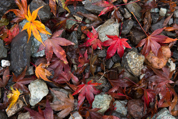 Red maple leaf fall on rock pathway in autumn