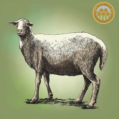 sheep breeding sketch