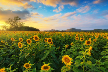 Obraz premium Sunflower field with sunshine