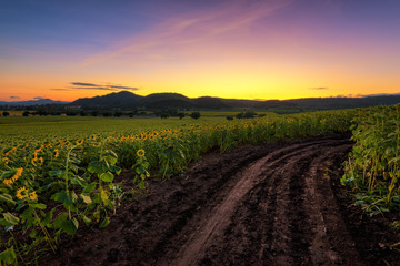 Sunflower field at sunrise