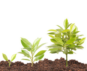 Green sprout growing from..