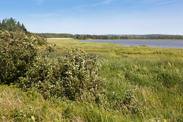 Green grass growing on field at lakeshore, Prince Edward Island, Canada