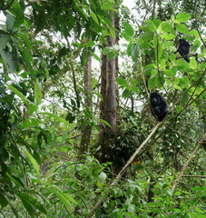 Black howler monkey (Alouatta caraya) sitting on tree in a tropical forest, Costa Rica