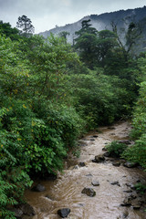 Fototapeta na wymiar Stream flowing through forest in foggy weather, Costa Rica