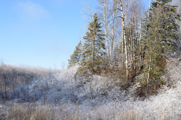 Forested Hill in Winter