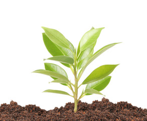 Green sprout growing from..