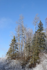 Winter Forest Scene on Sunny Day