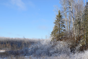 Cold Winter Forest Landscape
