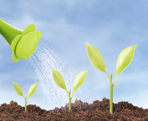 Green sprout growing from..