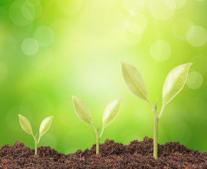 Green sprout growing from..