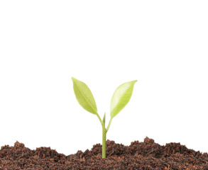 Green sprout growing from..