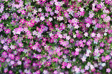 colorful gypsophila flower