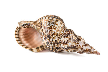 Shell, Conch Shell, Queen Conch. Isolated on white.