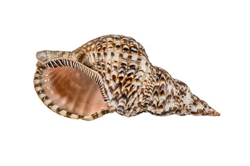 Marine Sea Shell. Isolated on white background.