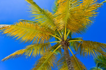 Naklejka premium Coconut Palm Tree at the Sky, Dominican Republic