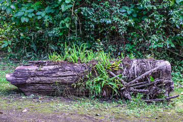 Fern plant growing on old tree stump in forest.