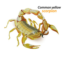 Common yellow scorpion vector on a white background