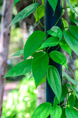 Thumbergia Laurifolia Leaves.