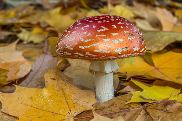 Poison mushroom on the ground with yellow leaves at autumn time.