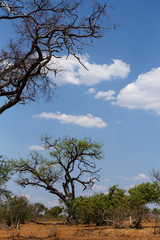 wild african landscape, Chobe national park