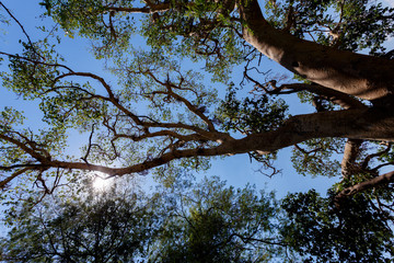 treetop in chobe, Botswana