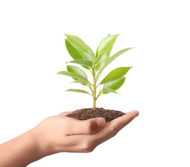 holding green plant in hand