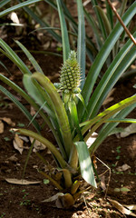 Obraz premium fresh pineapple in garden, Bali Indonesia