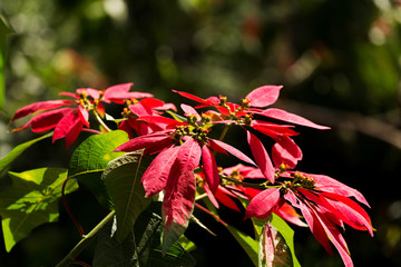 Wild winter rose with blossoms in indonesia