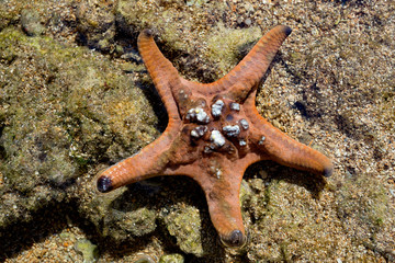 starfish in low tide, indonesia