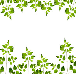 nature fram from green leaves on white background. isolated