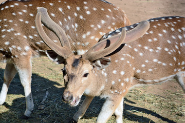 deer