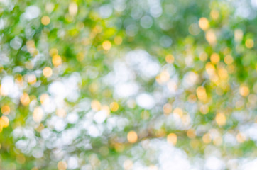 Fototapeta premium Green Bokeh texture or background, blur circle.