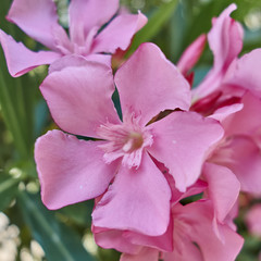 Fototapeta na wymiar vibrant pink oleander flower close-up