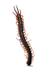 dead big centipede is defective on white background