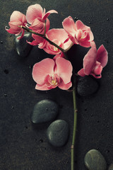 Fototapeta na wymiar Spa stones and pink orchid on the dark background
