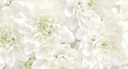 White chrysanthemum flowers.High key soft images.. - obrazy, fototapety, plakaty