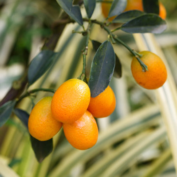 Orange kumquat on the tree