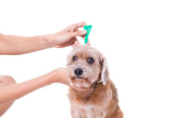 tick and flea prevention for a dog