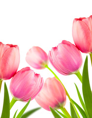 Beautiful Spring Tulips for holiday background, isolated on