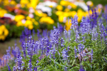 lavender flowers (Close-up)