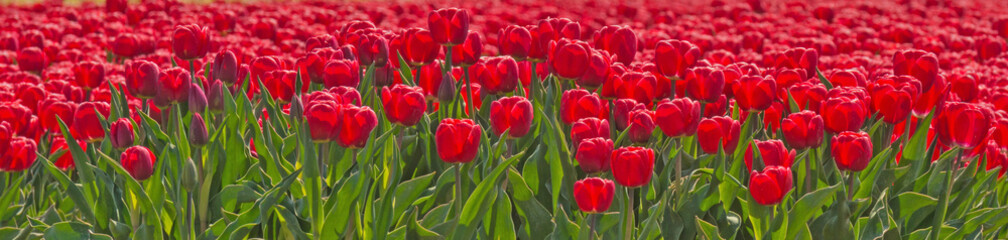 Fototapeta na wymiar Blooming tulips in a field in spring