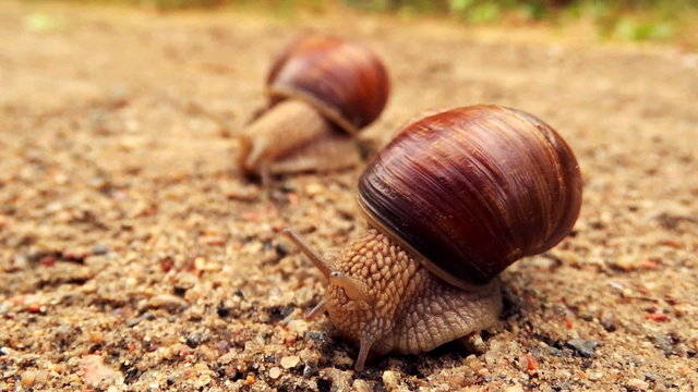 Two snails