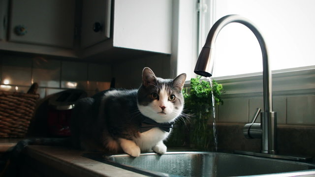 Cinemagraph (Photo-Motion) of a Cat with Bowtie Drinking Tap Water