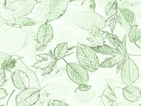 light background texture with various green leaves © mysikrysa