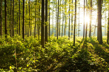 Fototapeta premium forest trees