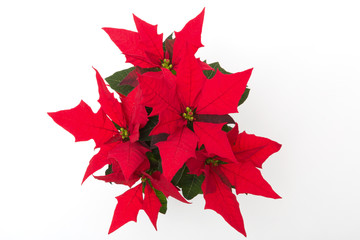 ポインセチア