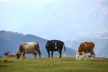 Fototapeta na wymiar Cows on a field